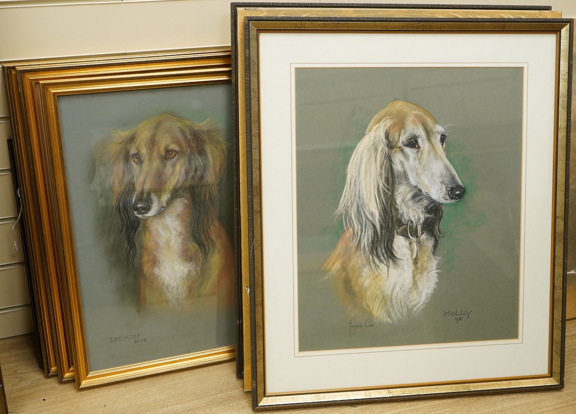 Marjorie Cox (British 1915-2003), six pastel portraits of Salukis and another of a cat, all signed and dated, largest 51 x 41cm